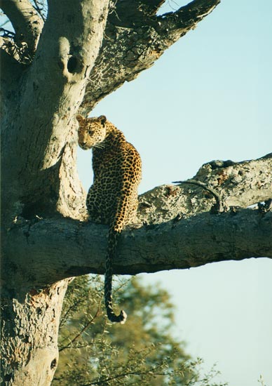 leopard